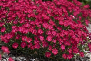 Dianthus 'Paint the Town Red' New 2025